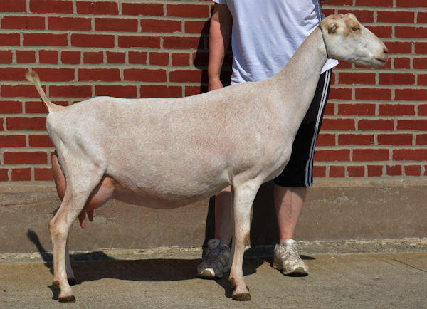 SGCH Forrest Pride Keep Tach'n, LaMancha Dairy Goat