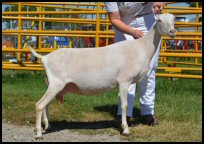LaMancha milking dairy goat Forrest Pride