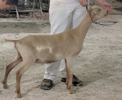 lamancha dairy goat