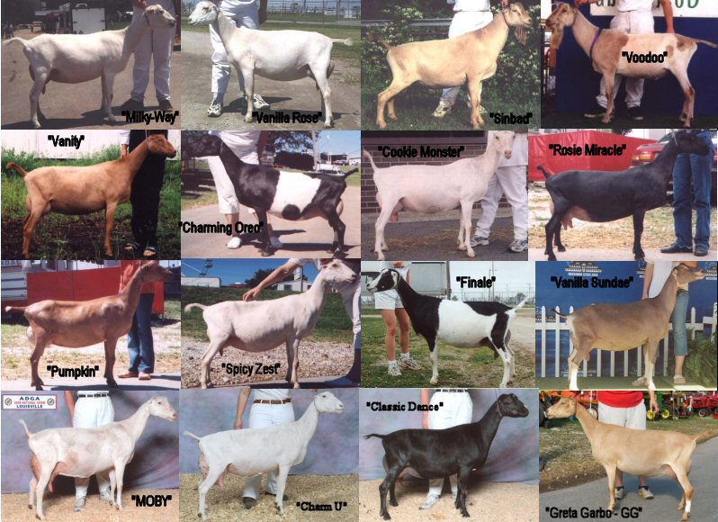 Champion dairy goats